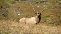  This beautiful bull elk was in the San Juan Mountains of Colorado.  
