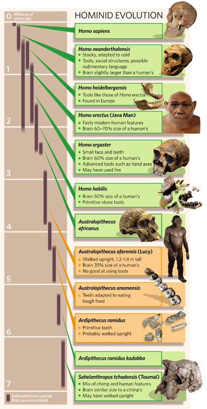 Hominids during the last 7 million years