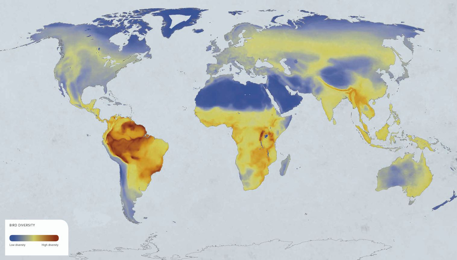 Bird diversity world map