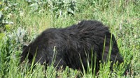  Black bear in Yellowstone.