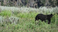  This isn't a grizzly. It's a black bear I saw in Yellowstone. As the story on the left explains, I didn't have a chance to get my camera out in time to photograph the grizzly.  