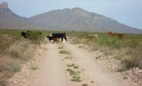 There are many cows in New Mexico (and the entire CDT).
