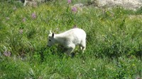 Baby mountain goat