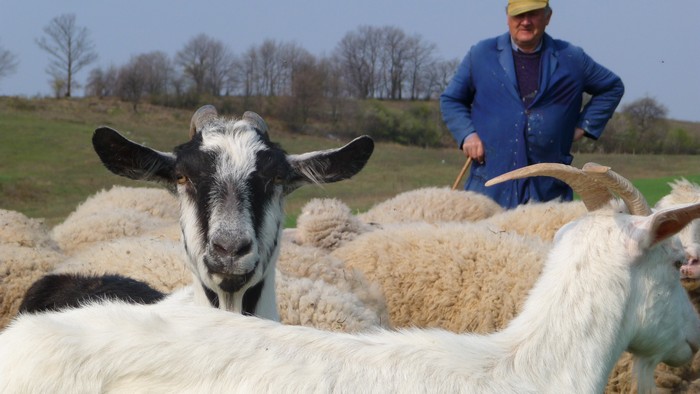 Curious Bulgarian goat