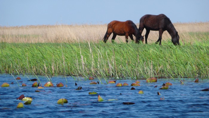 Romanian horses