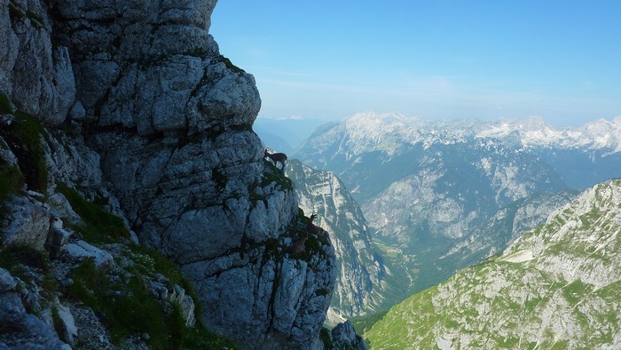 Mountain Goat in Julian Alps