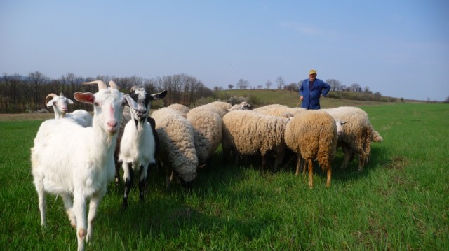 Goats and farmer in Turkincha, Bulgaria