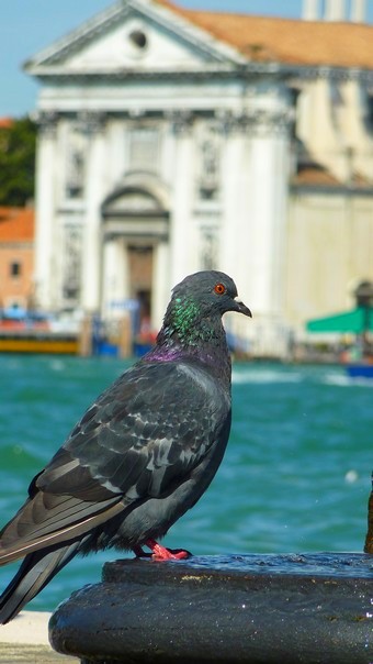 Pigeon in Venice