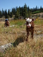 Companies that make water filtration devices put cows on the PCT to make sure we buy their devices. This baby calf came right up to me to see if she could contaminate my water. Cute little fella.