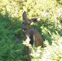 Most animals are quite shy. But some, like the pika and this guy, were just as curious about us as we were about them. This deer blocked the overgrown PCT and walked toward us! We saw deer everywhere on the PCT, but this one was unique. 