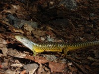 This lizard was well hidden until the flash went off on the camera.