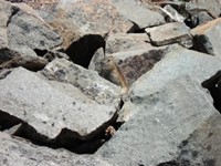 Pika peeking out of the rocks in Washington. Maiu sat patiently with her camera ready to shoot this excellent photo. She had zoom lens, so she had to get quite close and hope the curious little fella would stick his head out. We heard pikas often, a high pitched squeal, like a bird. Pikas are much more curious than marmots, but share the same habitat as a marmot - rocky places at high elevations.