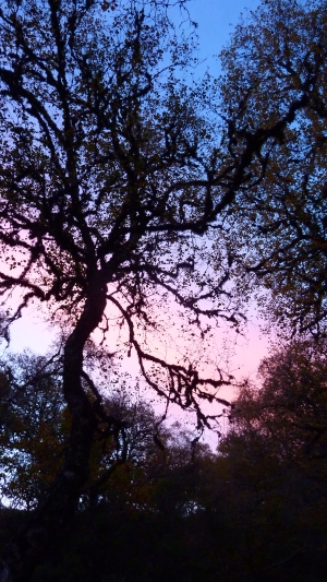 Tree at dawn