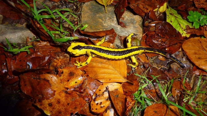 In the pre-dawn darkness, a yellow salamander is sneaking around