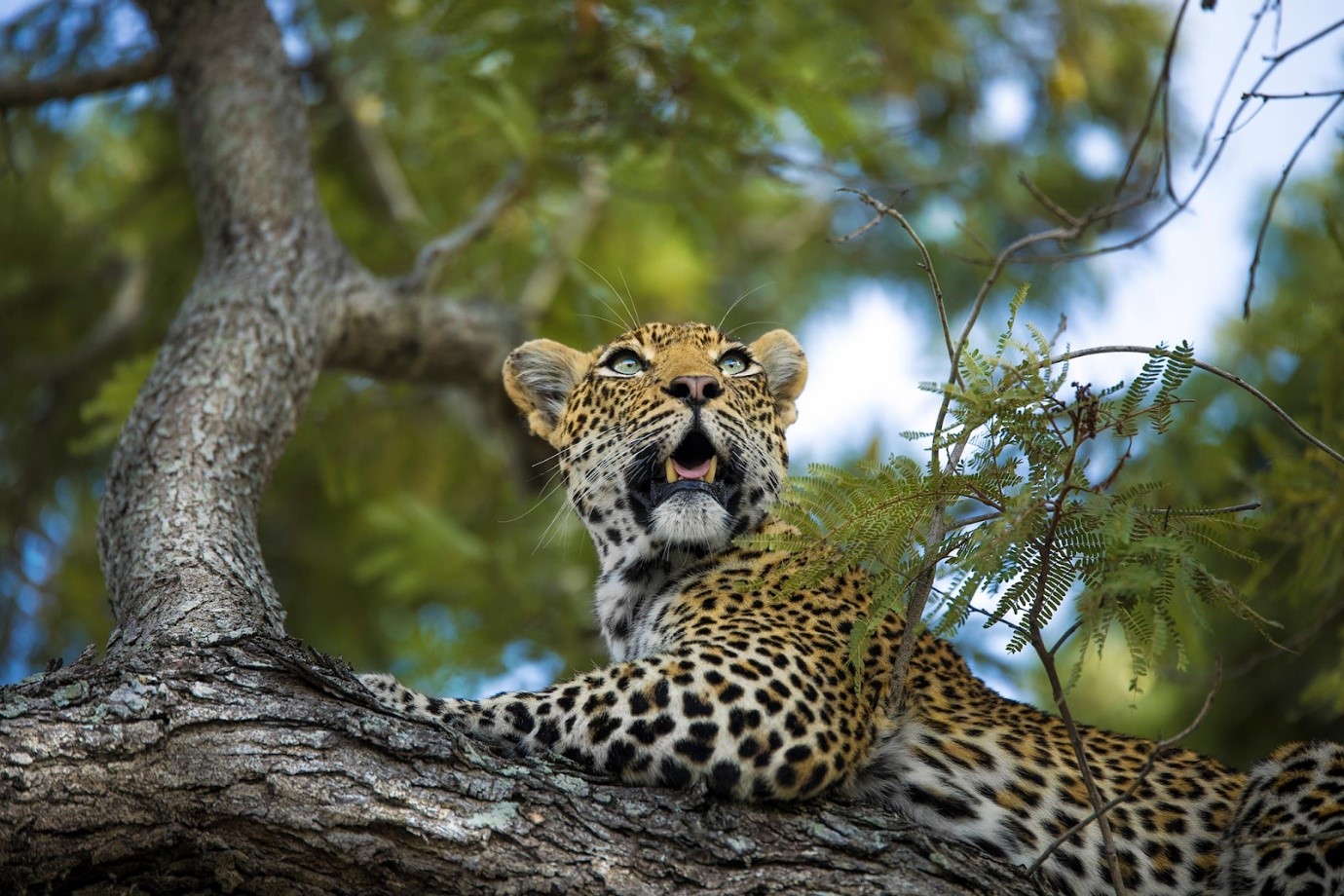 Leopard in Kruger National Park