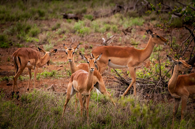 Springbok in South Africa by Clive Rogers