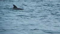 Dolphin saying hi in Bocas del Toro, Panama