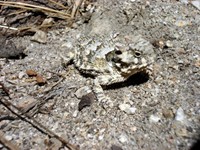 The Horned Toad is another creature that has amazing camouflage. 