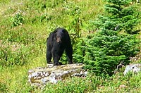 When I ran into my first bear on the PCT, I froze and didn't want to make sudden movements to spook the bear. By the time I got my camera, the bear got away, just leaving tracks in the snow. The other three bears I saw (two cubs and a mom) were also hard to photograph. But since everyone like bear photos, here's one from Olympic National Park, which Maiu shot during one of our training hikes. The llamas that were near us were freaking out.