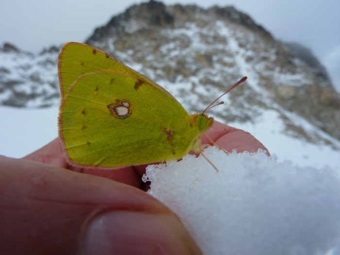It was bizarre and surreal finding a butterfly on the Aneto glacier. It was even more weird that I picked up the snow it was sitting on and it didn't fly away. It stayed in my hand as the snow melted away. It rested on my bare skin for a few minutes while I continued to descend, then eventually it flew away.