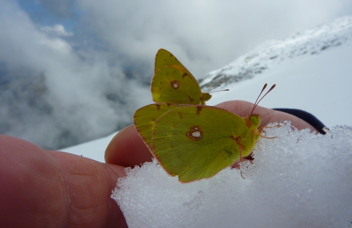 Butterfly in snow