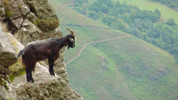 Philosophical goat