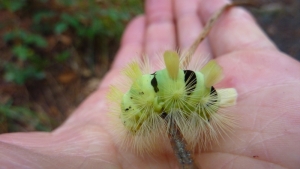 Cute, colorful friend that was crawling across El Camino